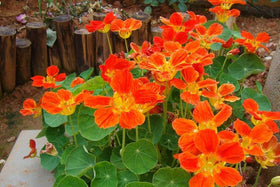 Seeds Of Strength nasturtium garden flowers blooming in a sunny bed