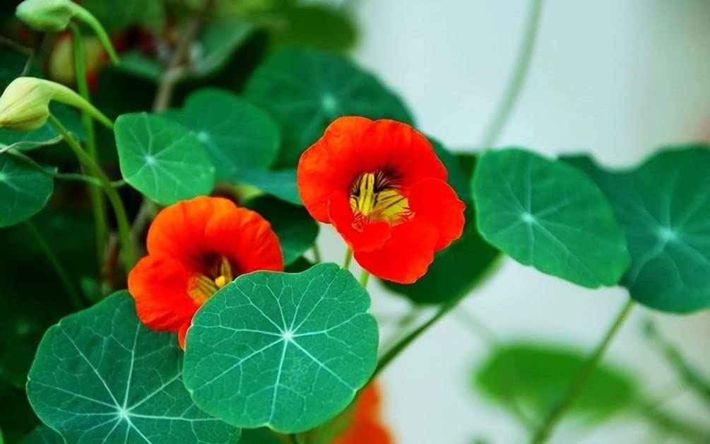 Seeds Of Strength nasturtium pots and transplanting reduce plant shock