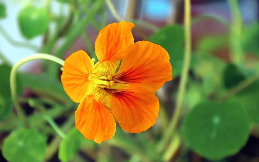 Seeds Of Strength nasturtium seeds closeup highlighting seed details