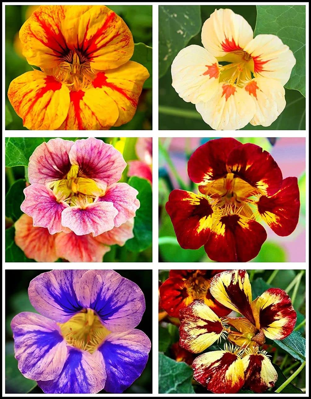 Seeds Of Strength nasturtium seeds pack for easy garden color