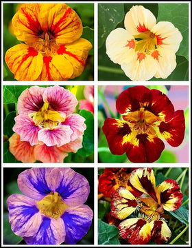 Seeds Of Strength nasturtium seeds pack for easy garden color