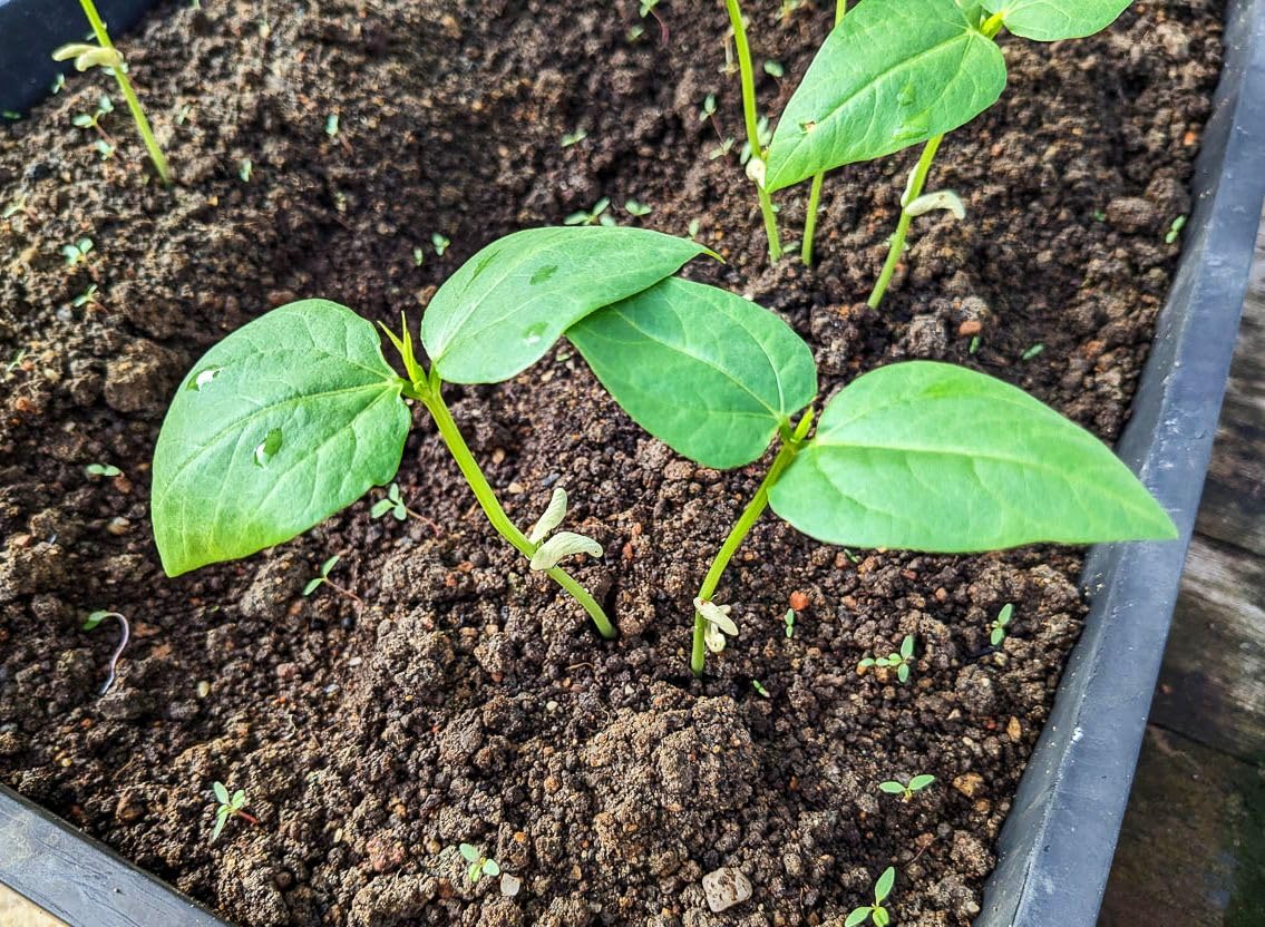 Seeds Of Strength noodle beans seeds offer a harvest ideal for stir-fries and fresh eating.