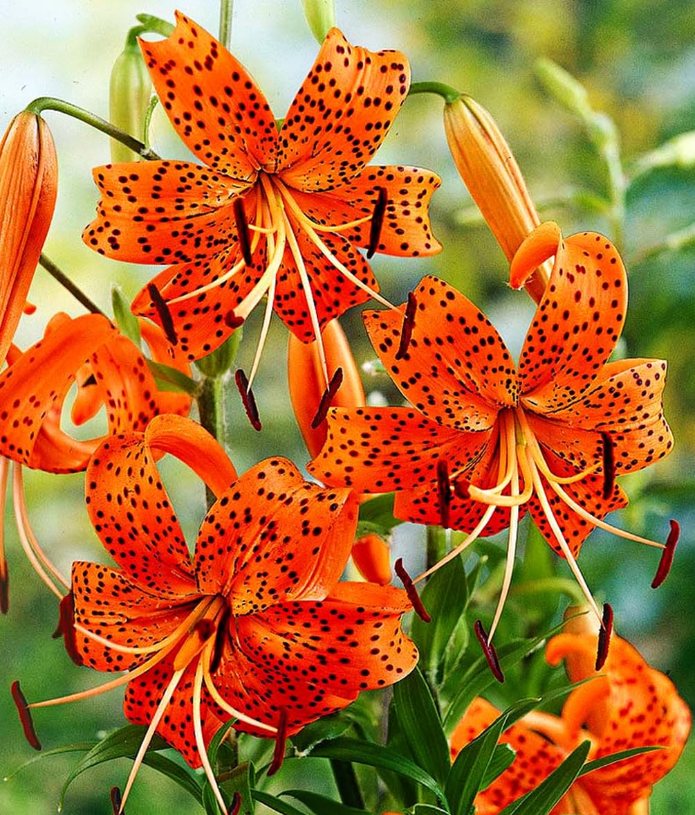 Seeds Of Strength orange tiger lily seeds packet for vibrant border color