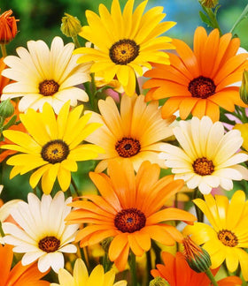 Seeds Of Strength Osteospermum bloom closeup highlights sturdy petals for lasting vase arrangements