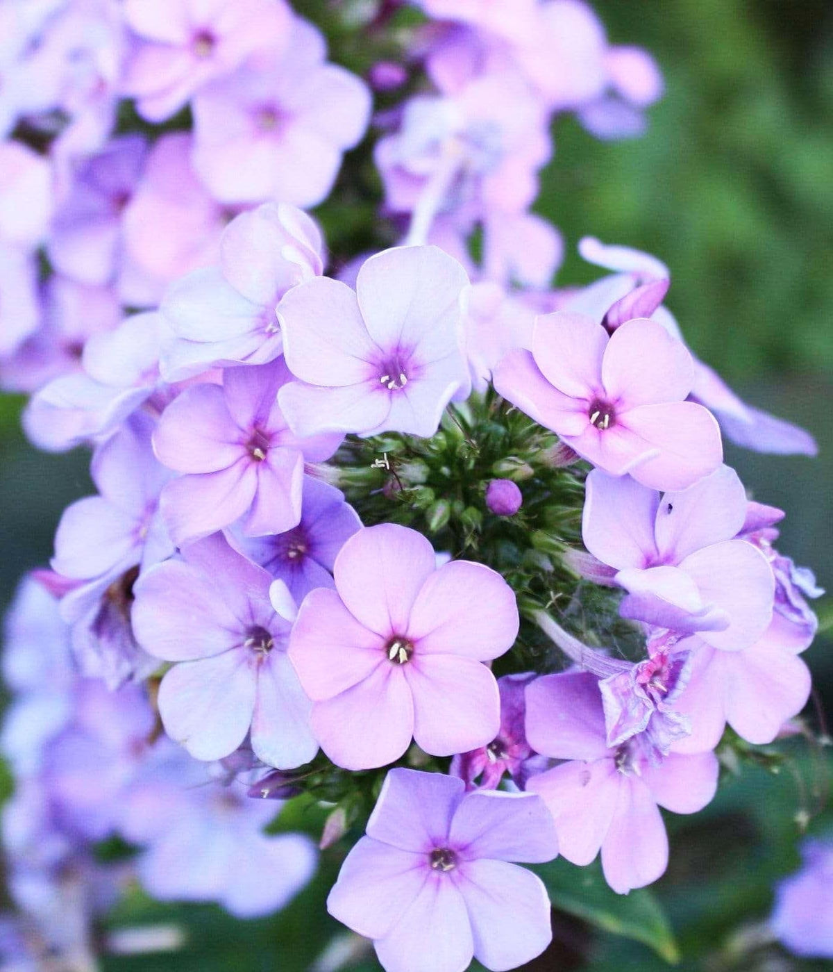 Outdoor broadcasting Seeds Of Strength phlox in a prepared bed.