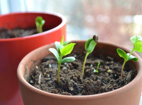 Seeds Of Strength outdoor indoor apple seedling visuals support year-round gardening.