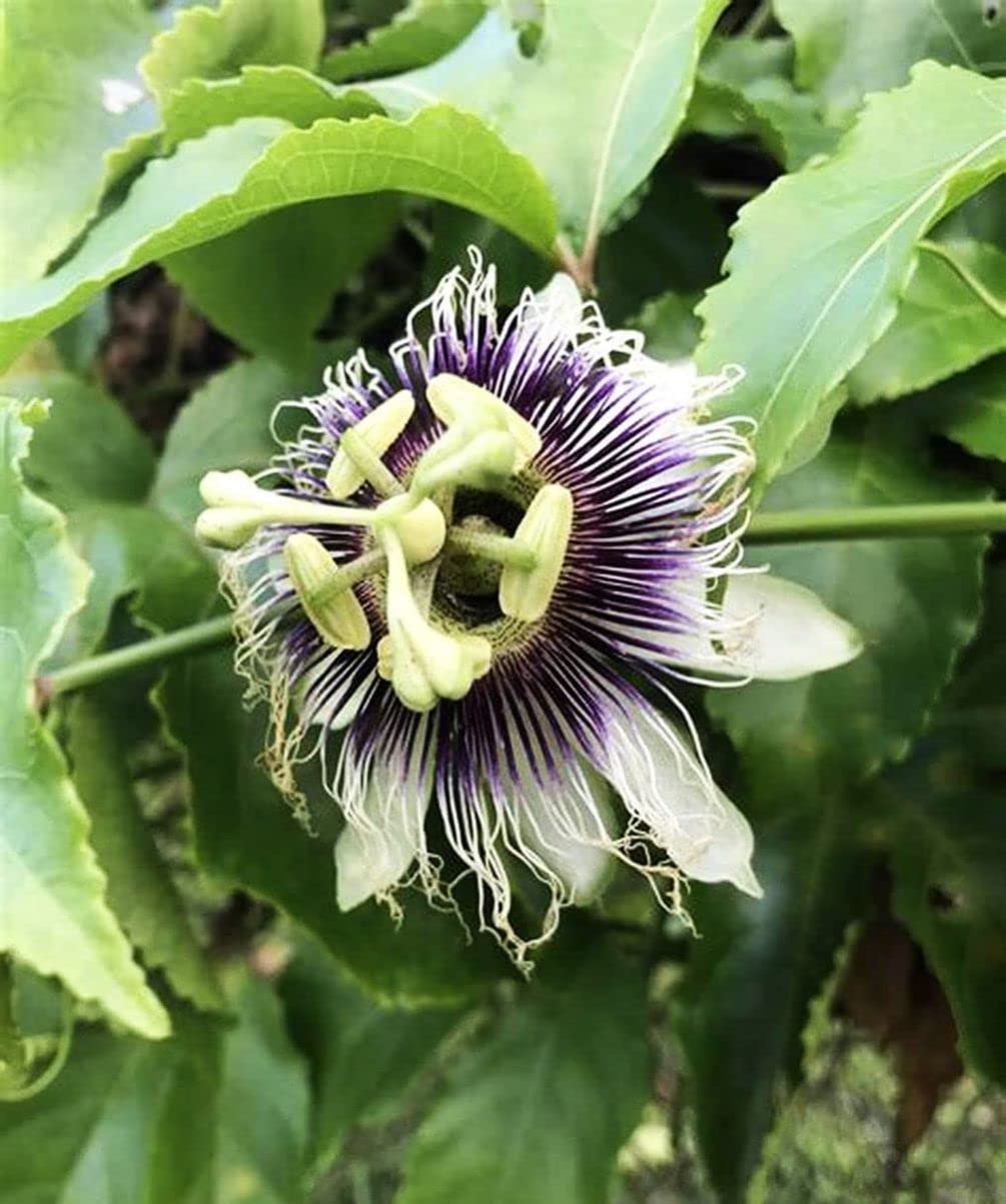 Seeds Of Strength Passiflora incarnata flower image with bluish purple blooms.