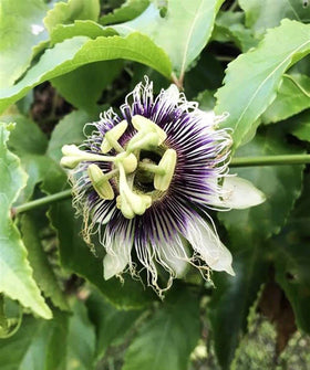 Seeds Of Strength Passiflora incarnata flower image with bluish purple blooms.
