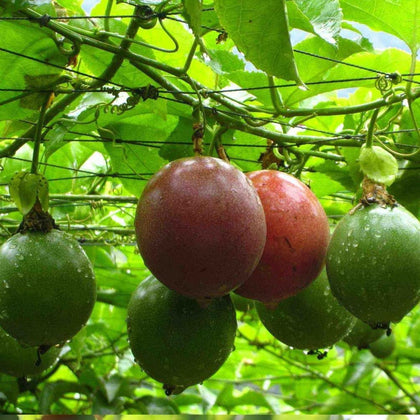 Seeds Of Strength passion fruit flower seeds packet ready for planting outdoors