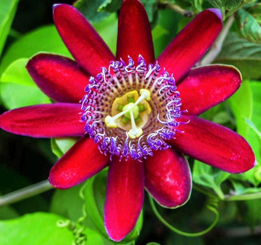 Seeds Of Strength passionfruit flowers close-up, aromatic blooms for tropical vibes