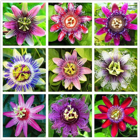 Seeds Of Strength Passionfruit Mix seeds ready for easy home planting and growth