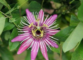 Seeds Of Strength passionfruit fruit close-up showing reddish pulp ideal for desserts