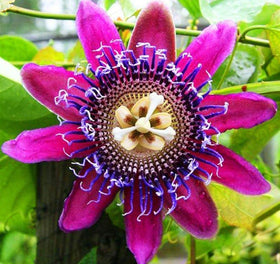 Seeds Of Strength passionfruit vine seedling thriving in loamy soil