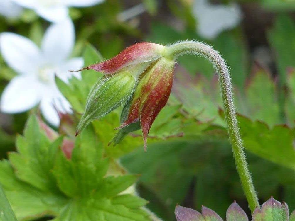 Seeds Of Strength pelargonium seedlings in early growth stage for strong bushes.