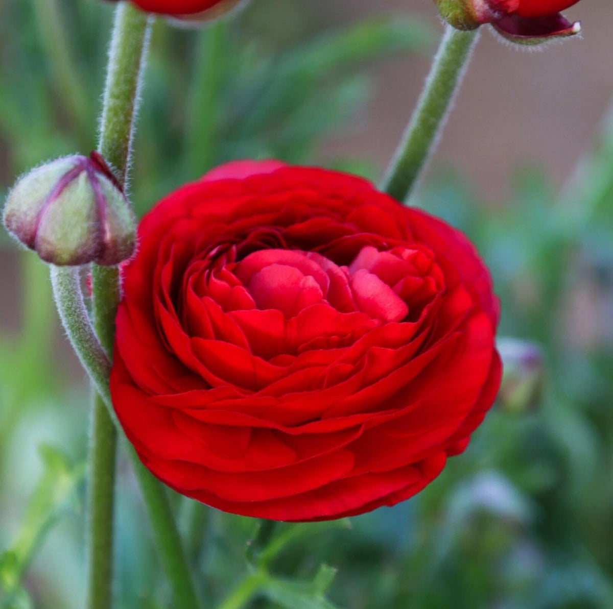 Seeds Of Strength peony-like ranunculus blooms add elegant focal point to gardens.