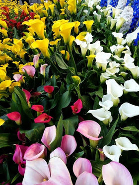 Perennial blooming plant from Seeds Of Strength displayed in a home garden.