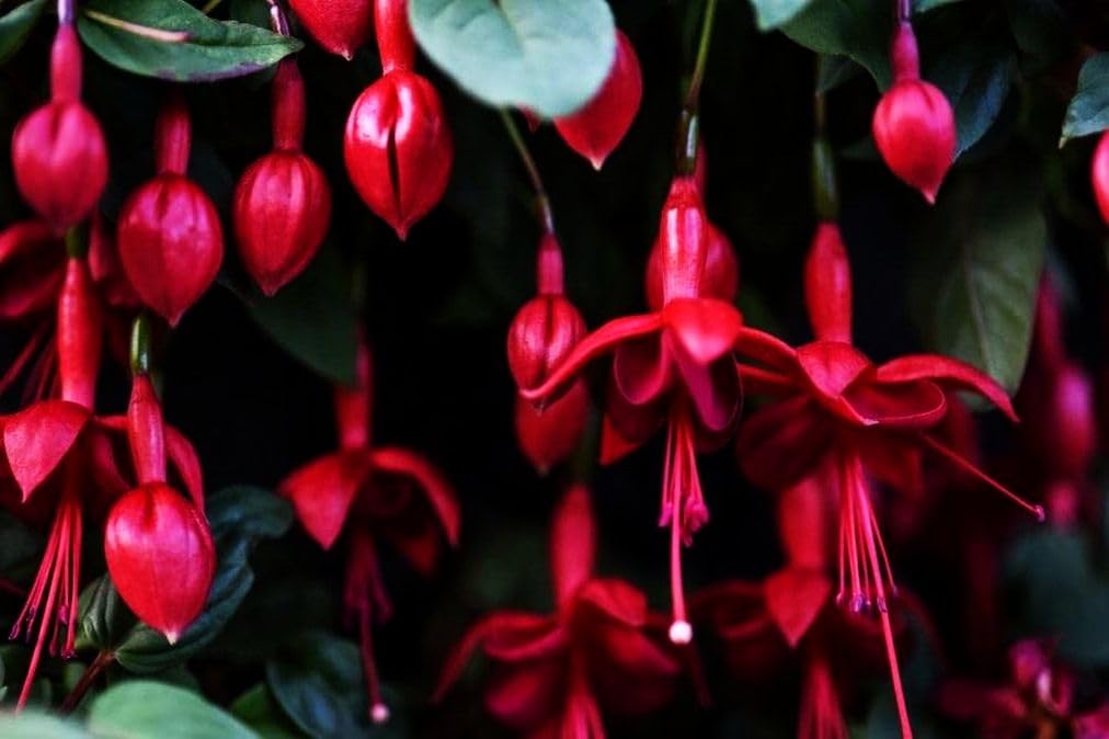 Seeds Of Strength perennial garden idea showcases multi-color blooms for year-round color.