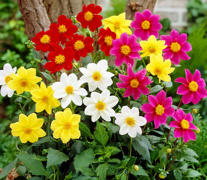 Seeds Of Strength mini dahlia pompon seeds pack for vibrant border color all season