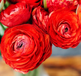 Seeds Of Strength Persian buttercup bloom closeup reveals lush peony-like petals.