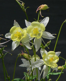Seeds Of Strength pollinator-friendly columbine attracts bees and hummingbirds.