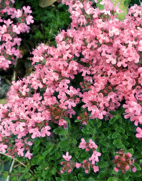 Seeds Of Strength pollinator-friendly thyme bloom image demonstrates vibrant yard ecology.