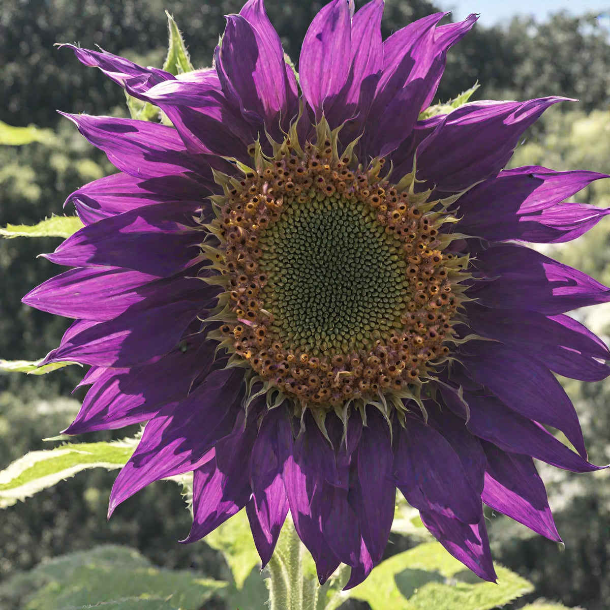 Seeds Of Strength blooms attract bees and butterflies in a pollinator garden.