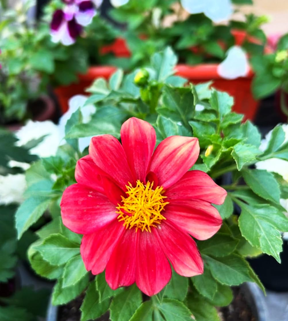Seeds Of Strength pot-plant-dahlia-pompon compact flowers for balcony