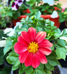 Seeds Of Strength pot-plant-dahlia-pompon compact flowers for balcony