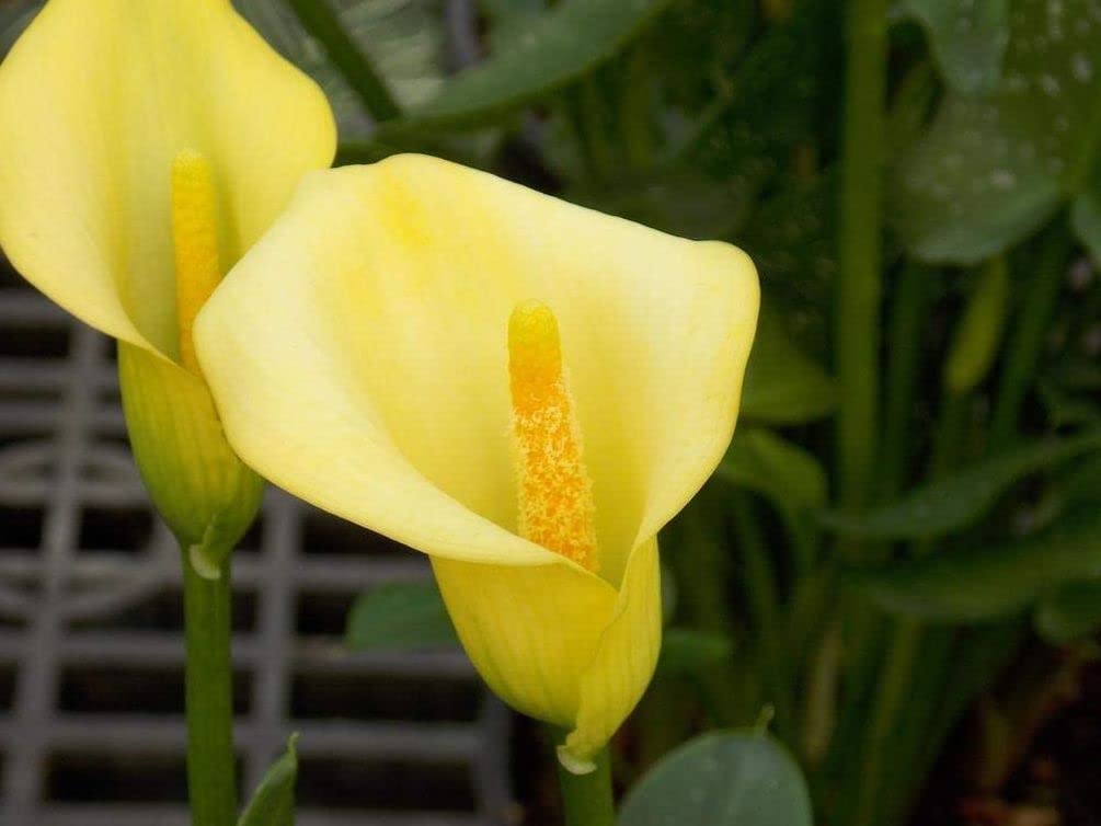 Seeds Of Strength potted calla lilies brighten patios and borders.