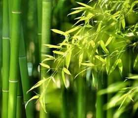 Seeds Of Strength private screen growth for windbreak and privacy.