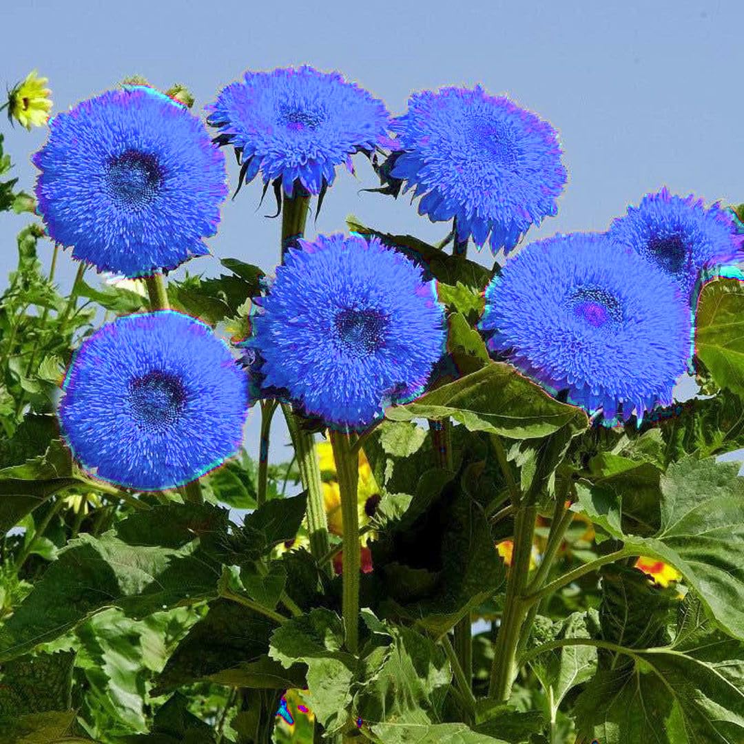 Seeds Of Strength purple giant teddy bear sunflower in bloom adding pollinator-friendly height