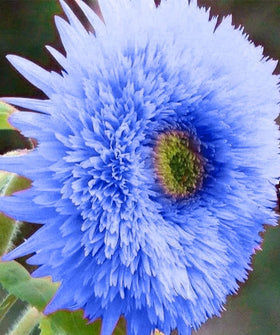 Seeds Of Strength purple giant teddy bear sunflower seed pack for vibrant garden color