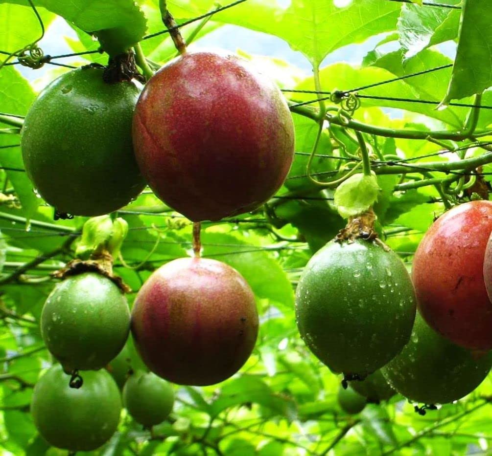 Seeds Of Strength purple passion fruit seeds for home planting, ideal for fresh harvest.