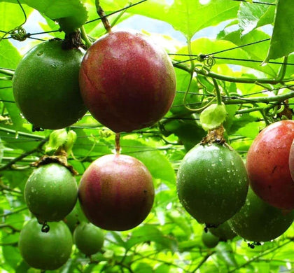 Seeds Of Strength purple passion fruit seeds for home planting, ideal for fresh harvest.