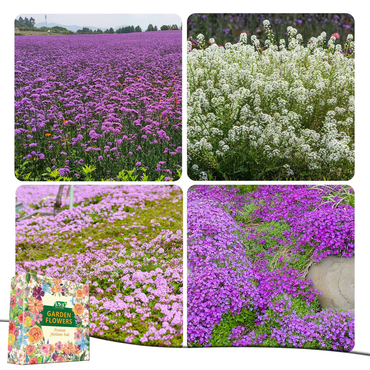 Purple Rockcress detail from Seeds Of Strength for an appealing rock garden carpet.
