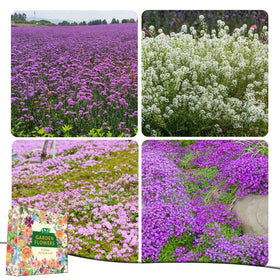 Purple Rockcress detail from Seeds Of Strength for an appealing rock garden carpet.