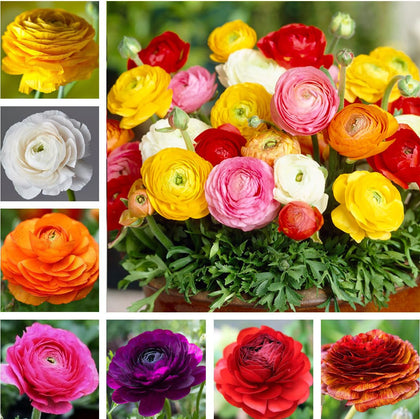 Seeds Of Strength ranunculus bulbs mixed color rainbow for vibrant spring blooms.