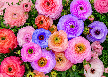 Seeds Of Strength ranunculus bulbs pack in hand, ready for fall planting and vibrant spring color.