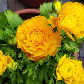 Seeds Of Strength ranunculus bulbs arranged in a row for border-ready planting.