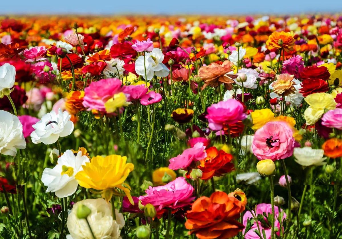 Seeds Of Strength ranunculus full bloom display in ground or container.