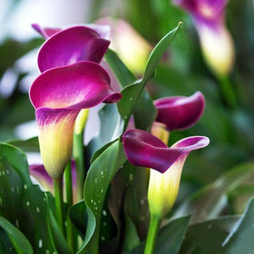 Seeds Of Strength rare calla lily bloom close-up for elegant garden display.