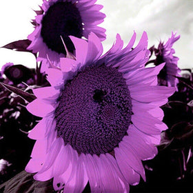 Seeds Of Strength close-up of vibrant purple sunflower bloom adding color to your garden.