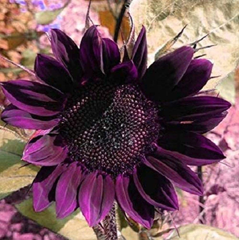 Seeds Of Strength rare purple sunflower seeds in hand ready for sowing.