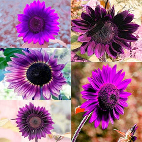 Seeds Of Strength packaging of rare purple sunflower seeds for easy planting.