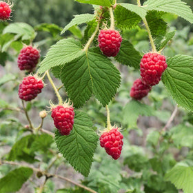 Seeds Of Strength raspberries ready for harvest on trellised canes.