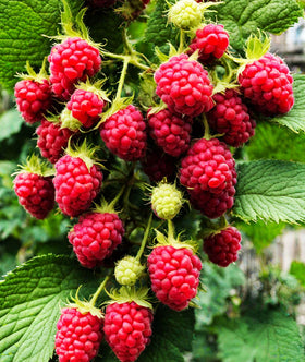 Seeds Of Strength raspberry seeds undergoing cold stratification in the fridge, ready for spring planting.