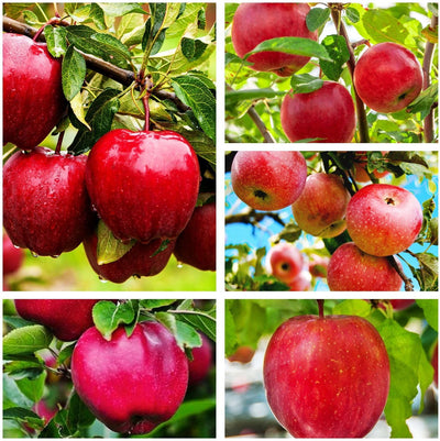 Seeds Of Strength red apple seed pack 100 pcs for backyard orchard cultivation.
