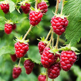 Seeds Of Strength red raspberry seeds pack interior, great for planting and sharing.