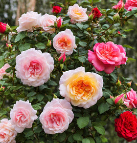 Seeds Of Strength rose-seed growing guide visuals to help beginners sow from seed.