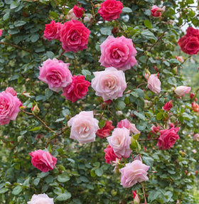 Seeds Of Strength 100-plus seeds pack enables seasonal planting and experimentation.